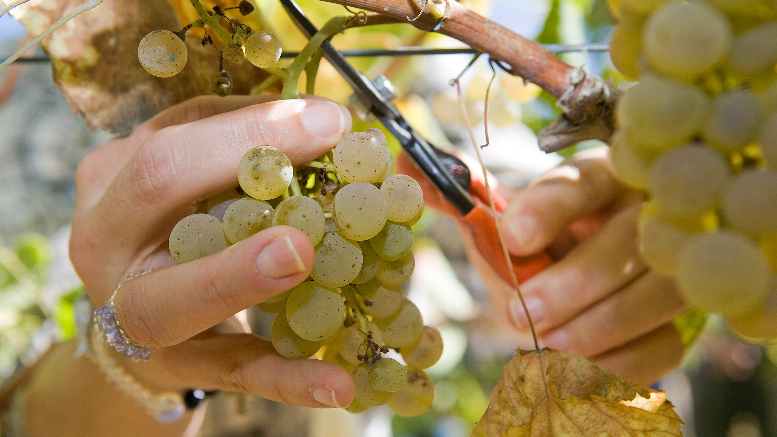 Vinho Verde Harrvest Grapes