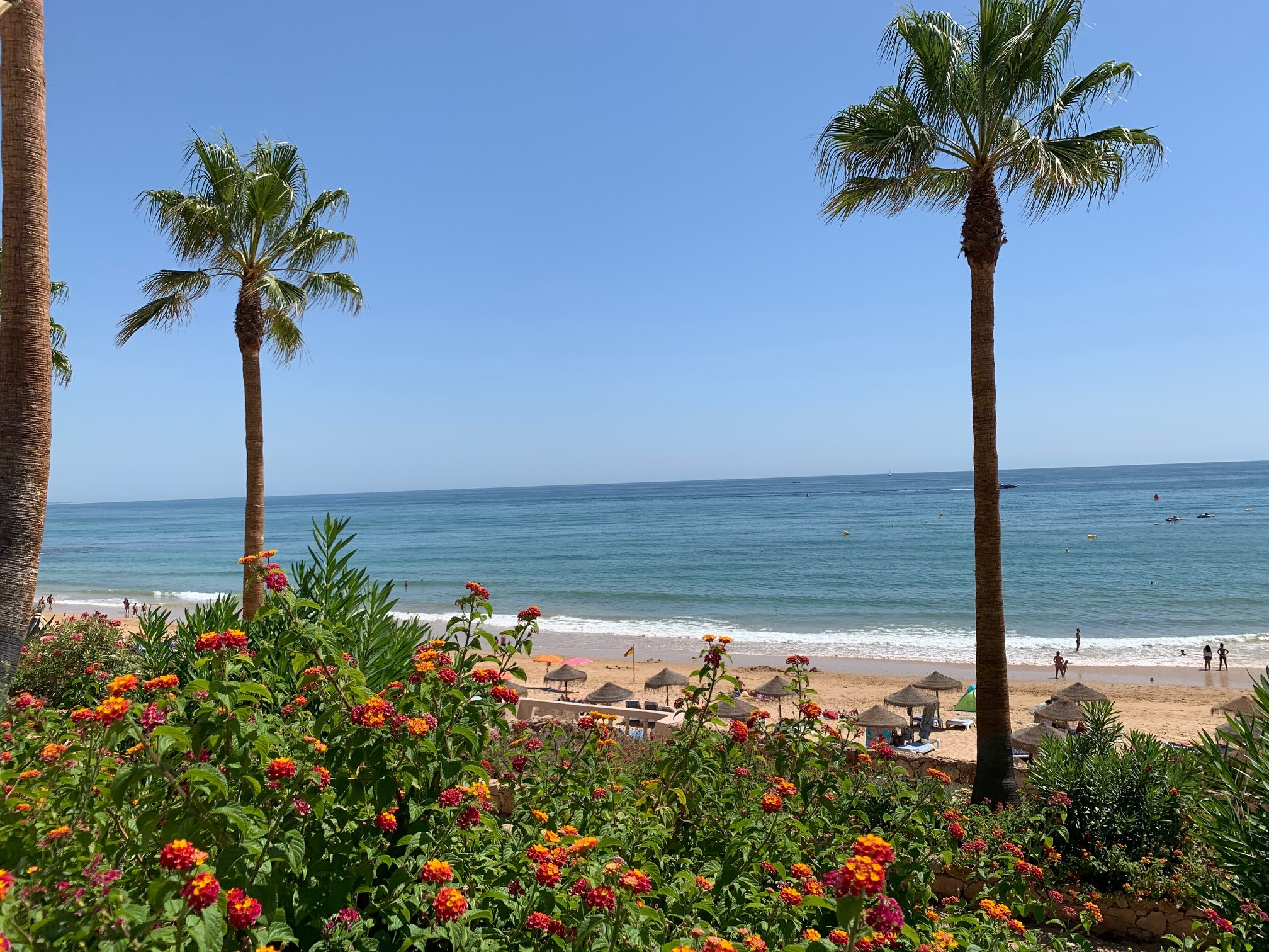 Praia de Santa Eulália palm trees