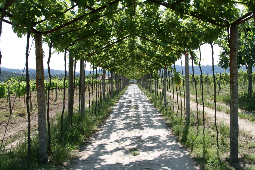 vinho-verde-wine-region